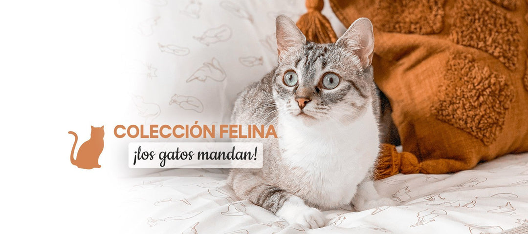Colección felina, ideas para tu hogar - sokios