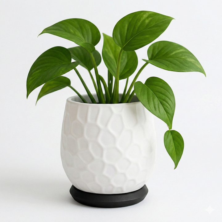 Maceta Nido con bandeja de goteo