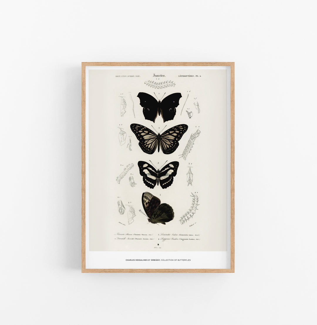 Cuadro Charles Dessalines D Orbigny Collection Of Butterflies