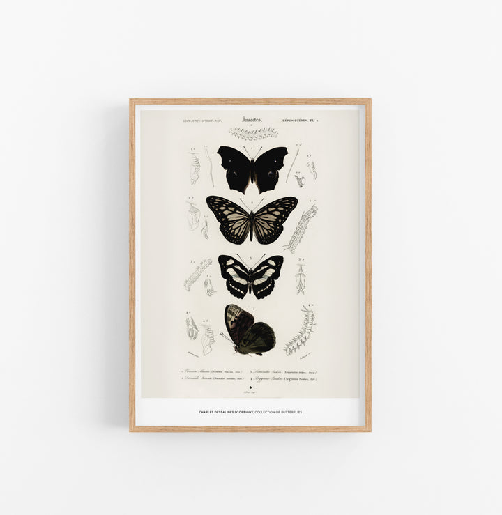 Cuadro Charles Dessalines D Orbigny Collection Of Butterflies