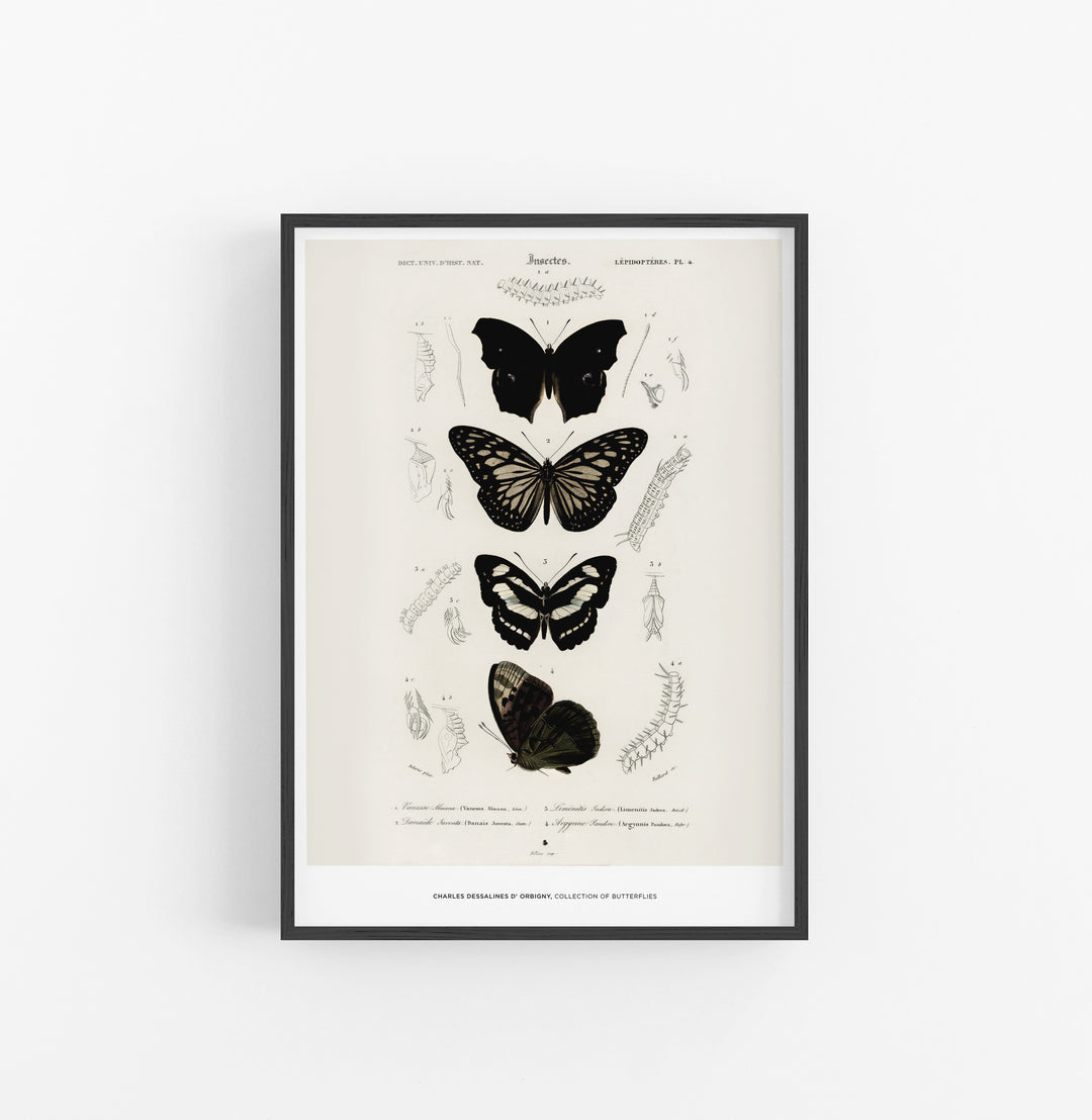 Cuadro Charles Dessalines D Orbigny Collection Of Butterflies