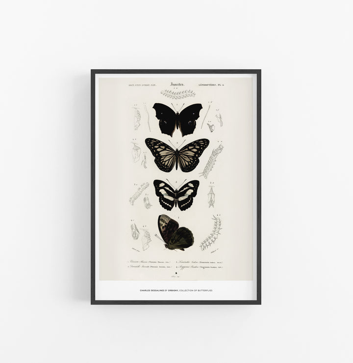 Cuadro Charles Dessalines D Orbigny Collection Of Butterflies