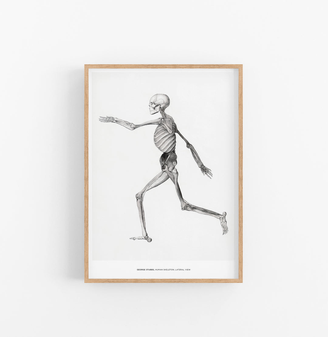 Cuadro George Stubbs Human Skeleton