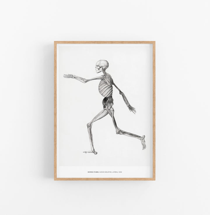 Cuadro George Stubbs Human Skeleton