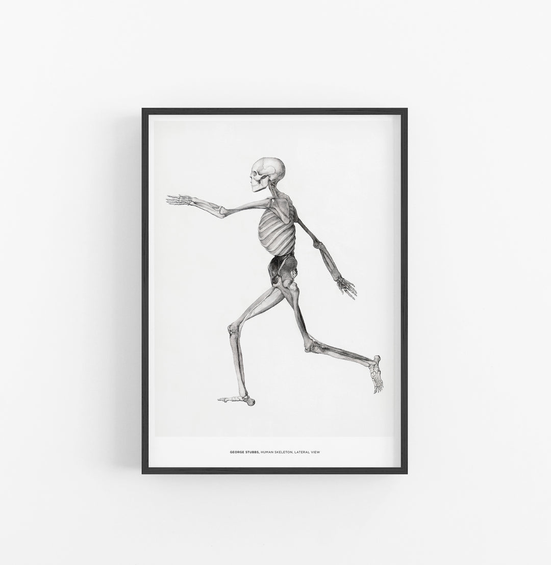 Cuadro George Stubbs Human Skeleton