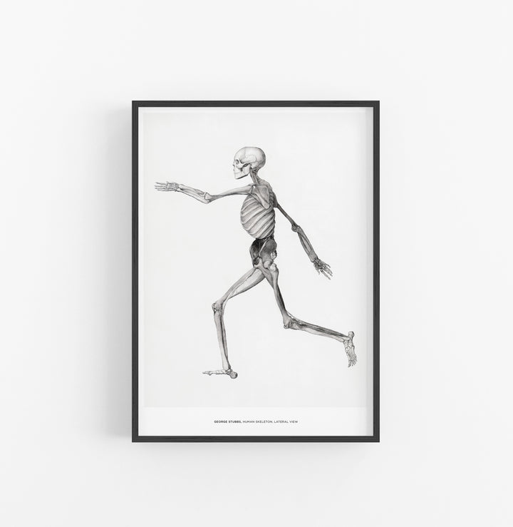 Cuadro George Stubbs Human Skeleton