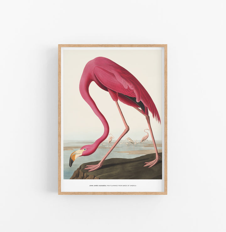 Cuadro John James Audubon Pink Flamingo From Birds Of America