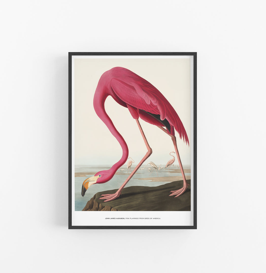 Cuadro John James Audubon Pink Flamingo From Birds Of America