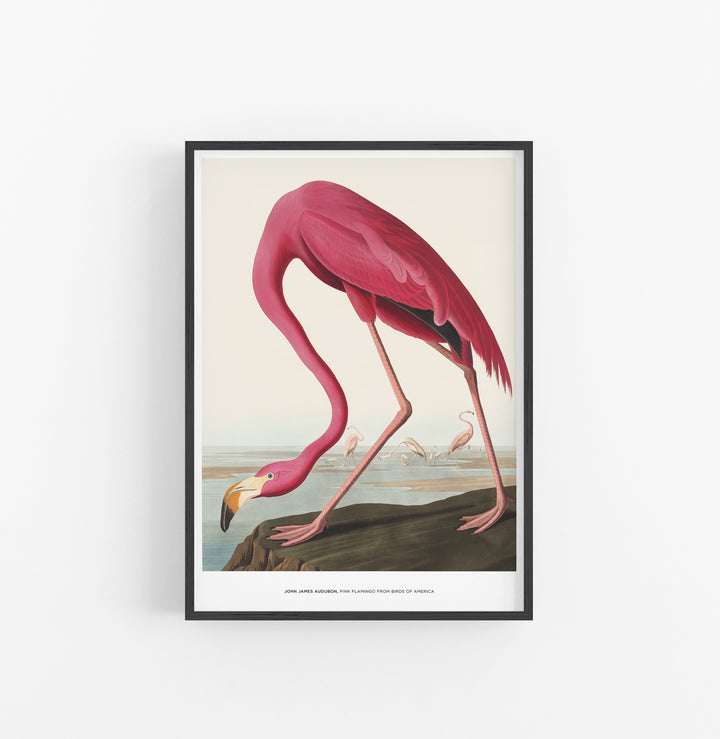 Cuadro John James Audubon Pink Flamingo From Birds Of America