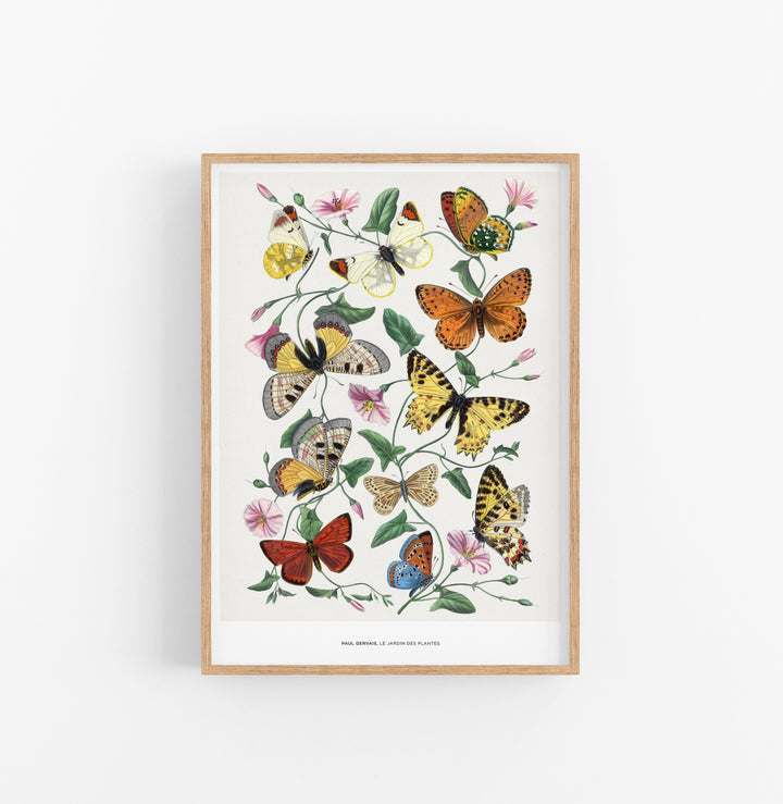 Cuadro Paul Gervais Le Jardin Des Plantes